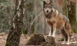 Wölfe sind auch im Böhmerwald zu Hause